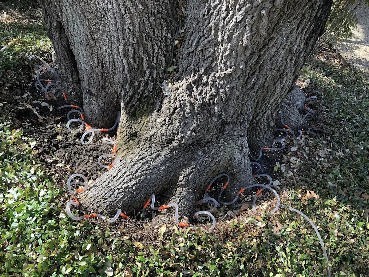 Detailed Tree Cabling and Bracing job site in Indian River