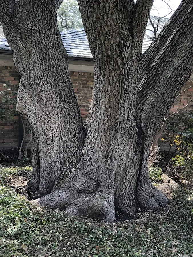 Mature heritage tree close to a Indian River property cared for by certified arborists